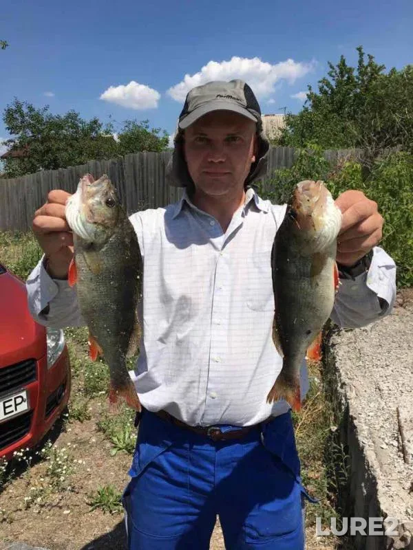 Perch — Shiyanka, Jul 13, 2017