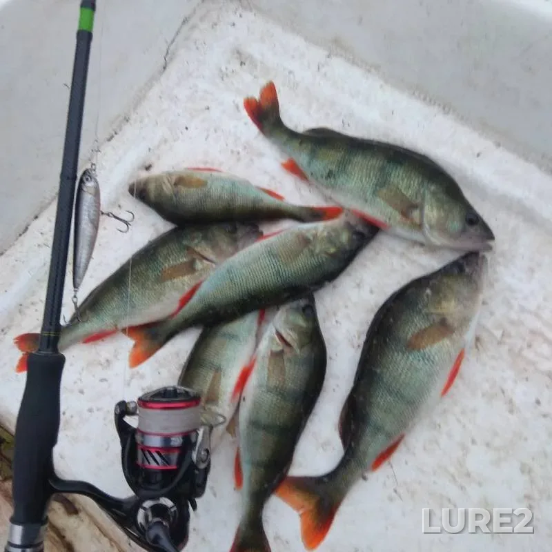 Perch — Soro, Aug 04, 2019