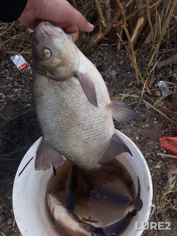 Bream — Kama, May 01, 2019