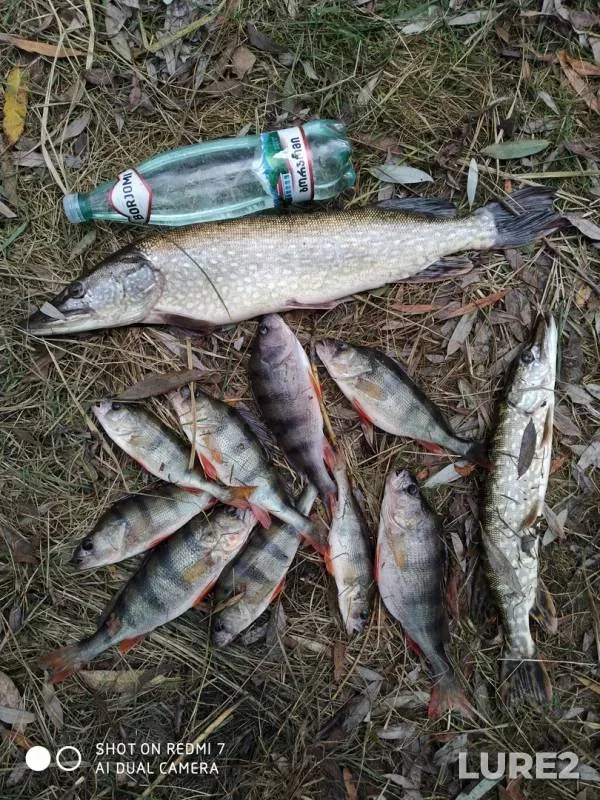 Perch, Pike — Brestskaya oblast, Stolinskiy rayon, Oct 11, 2019