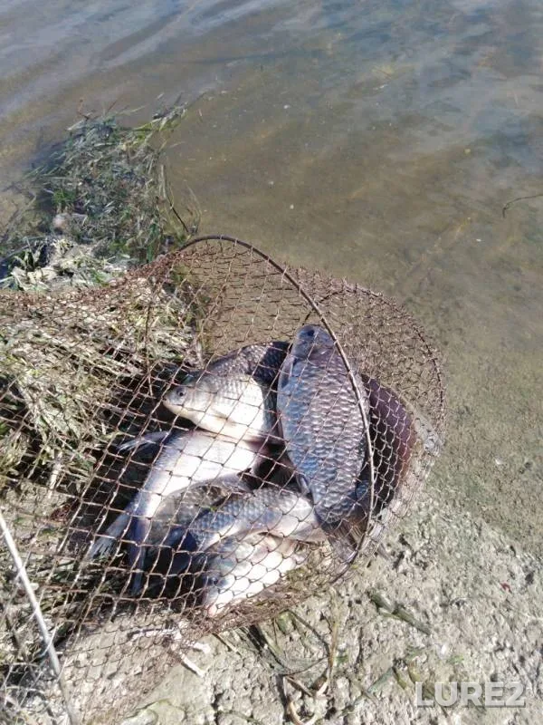Crucian carp — Buy, Apr 28, 2019