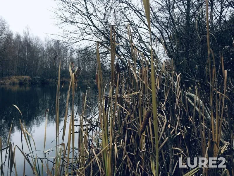 Perch — Brestskaya oblast, Beryozovskiy rayon, Nov 18, 2019