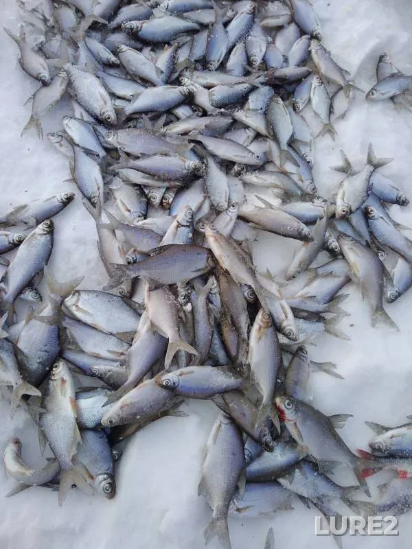 Bream, White bream — Kama, Mar 01, 2018