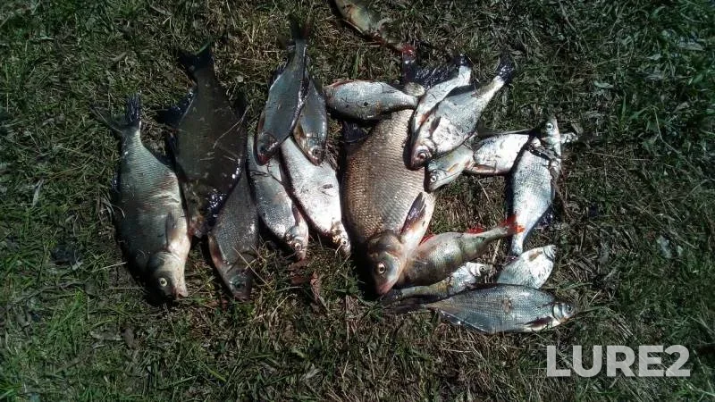 Bream, Perch — Sheshma, May 13, 2018