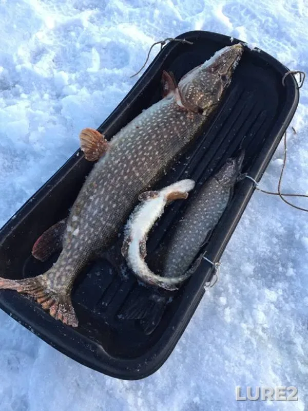 Pike — Belaya, Mar 20, 2019