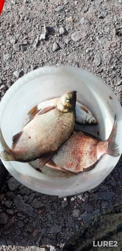 Bream, Roach — Karasta, Sep 19, 2019