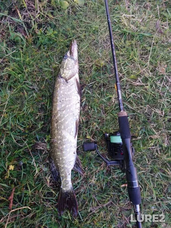 Pike — Tulskaya oblast, Oct 03, 2019