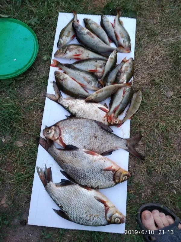 Окунь, Густера