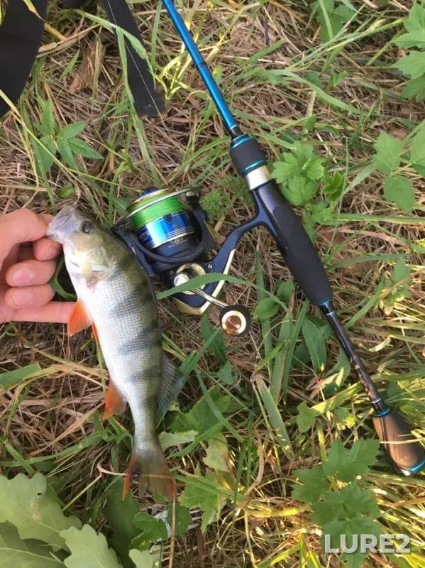 Perch — Vyaz, Jun 10, 2019