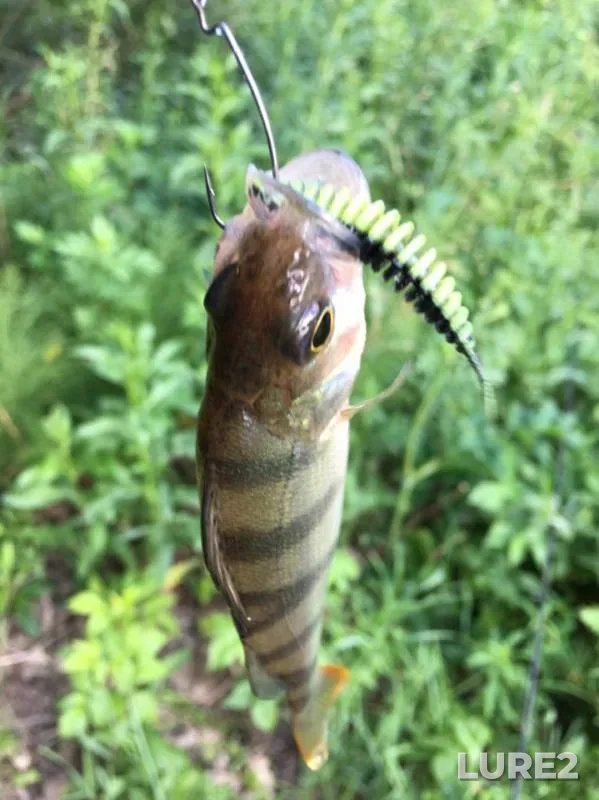 Perch, Pike — Vyaz, Jun 16, 2019