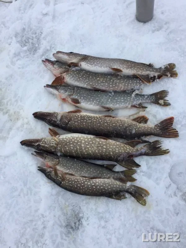 Pike — Respublika Tatarstan, Mar 17, 2019