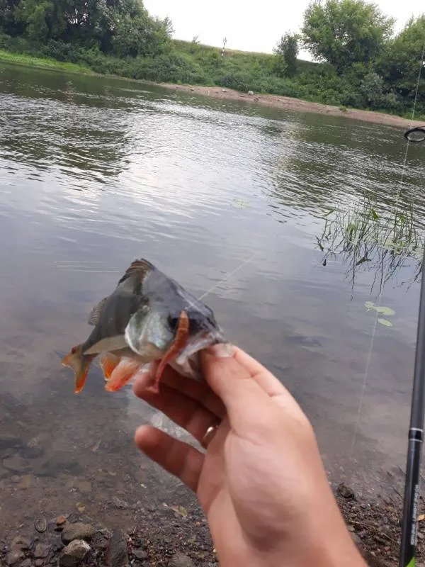 Окунь