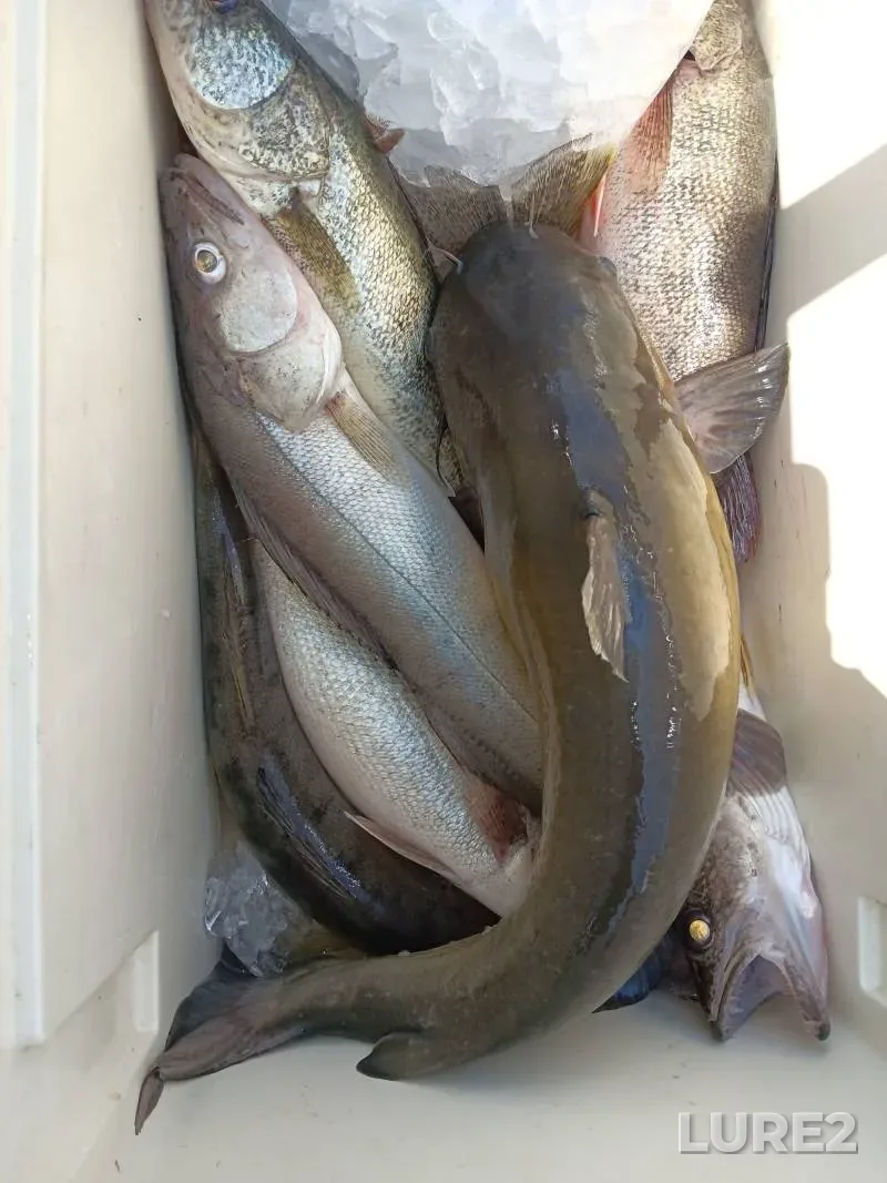 Walleye — Rocky River, Oct 27, 2017, 5:48 PM