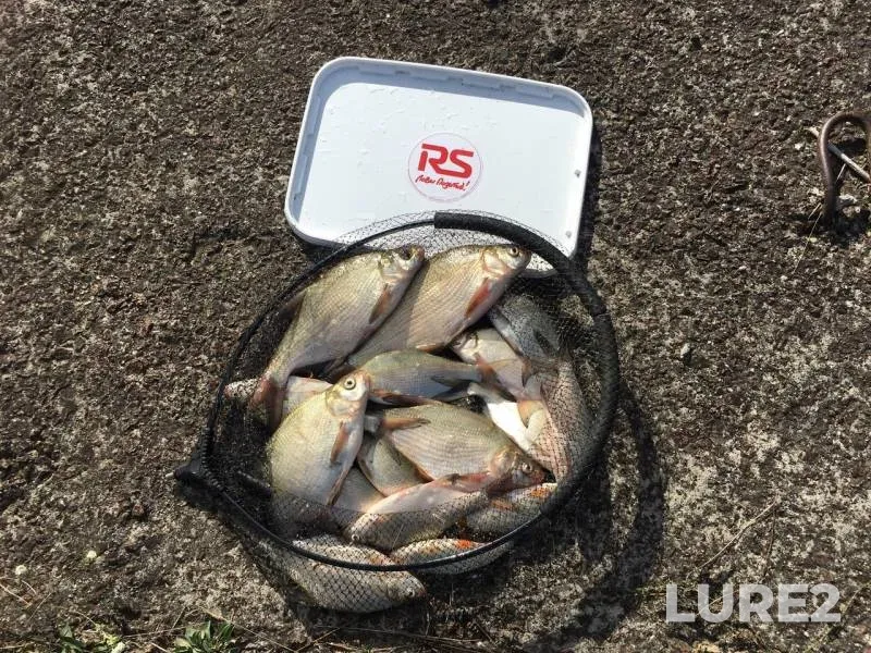 Bream — Soligorskoye, Sep 05, 2019