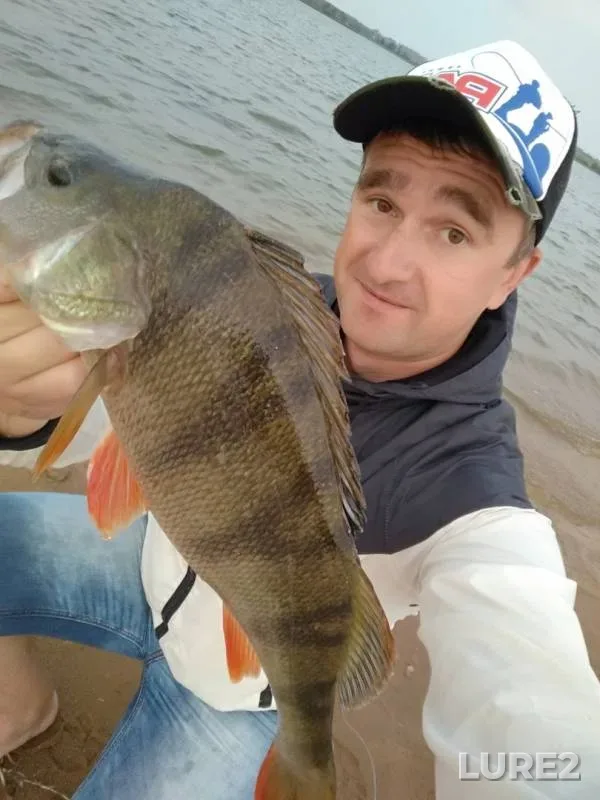 Perch — Petrovichskoye, Sep 08, 2019