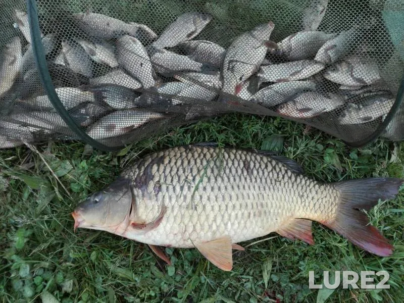 Carp, Crucian carp — Dnіpropetrovska oblast, May 14, 2017
