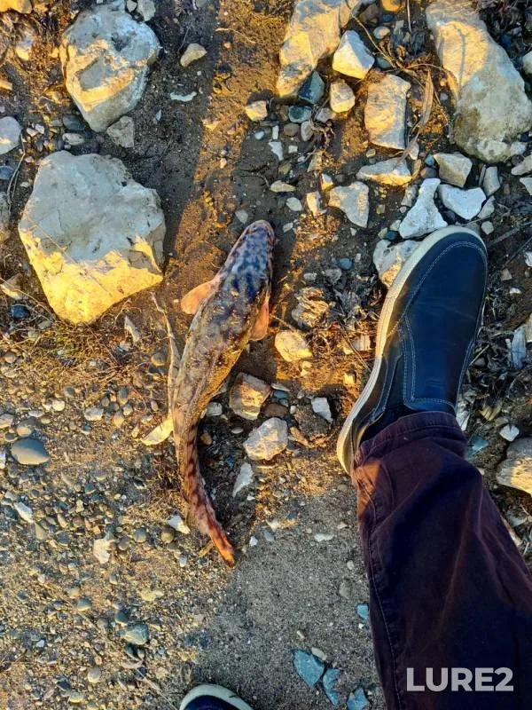 Burbot — Kama, Apr 09, 2019