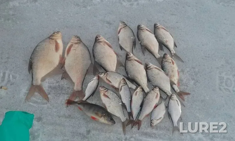 Bream, Roach — Buy, Apr 02, 2019