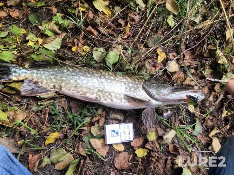Pike — Almaznoye, Oct 08, 2013