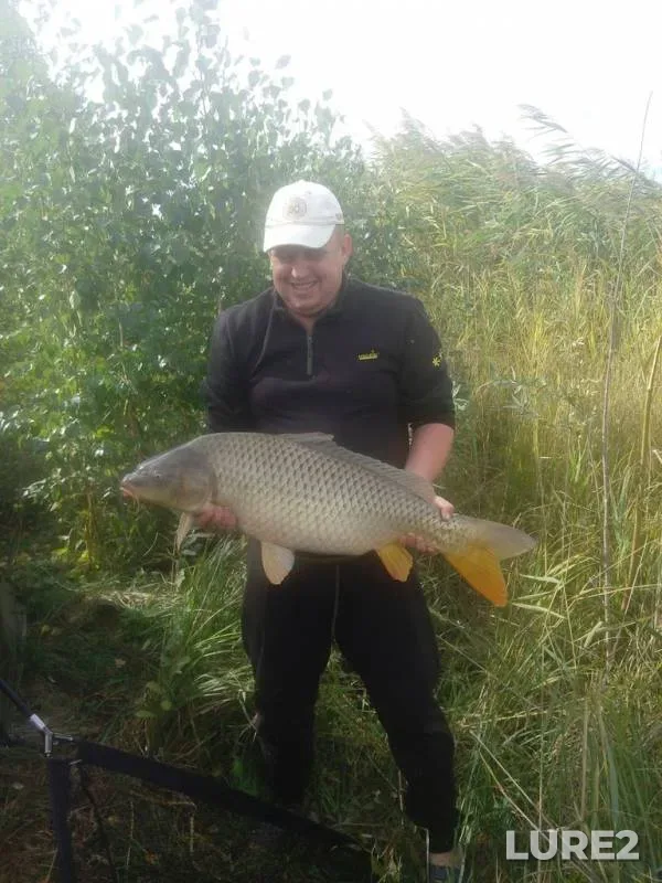 Carp — Kiїvska oblast, Sep 28, 2015