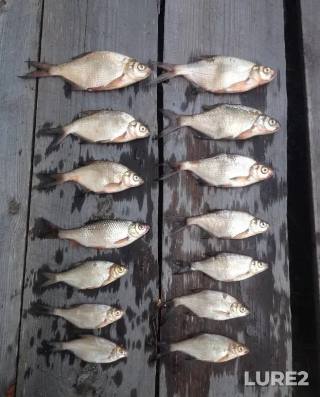White bream — Solonitsa, Apr 13, 2017