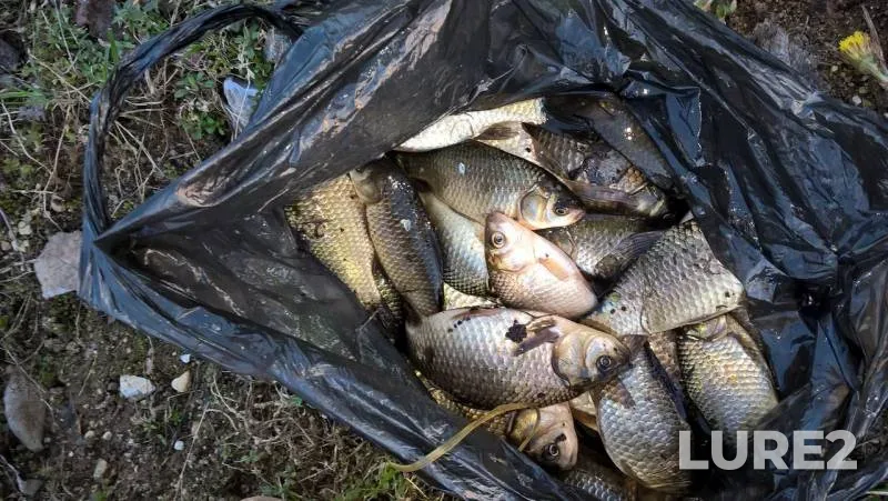 Crucian carp — Klyazma, May 01, 2017