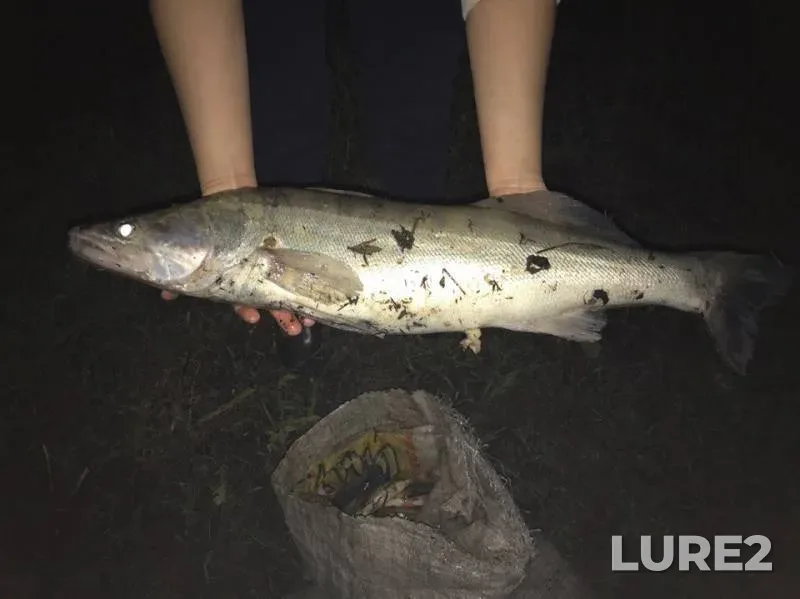 Crucian carp, Zander — protoka Kushum-Kanal, May 04, 2017