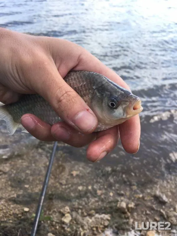 Crucian carp — Mikolaїvska oblast, May 11, 2017