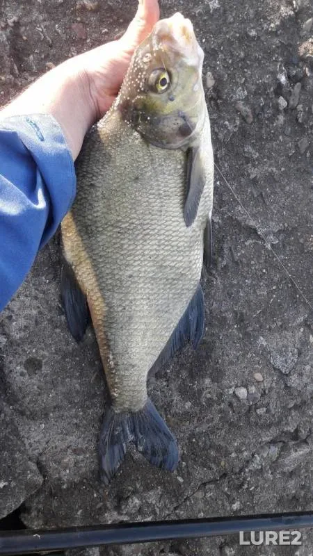 Bream — Buy, May 12, 2019