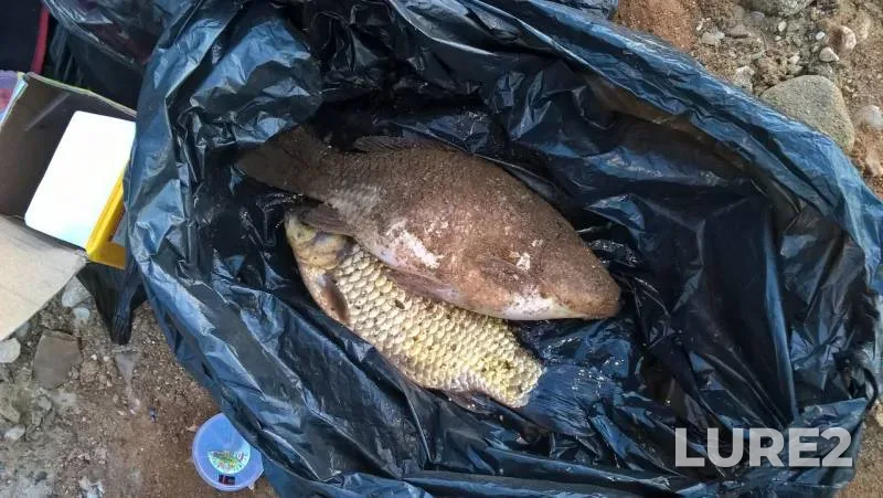 Crucian carp — Klyazma, May 21, 2017