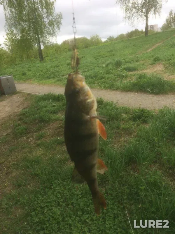 Perch, Pike — Butakovskiy zaliv, May 21, 2017