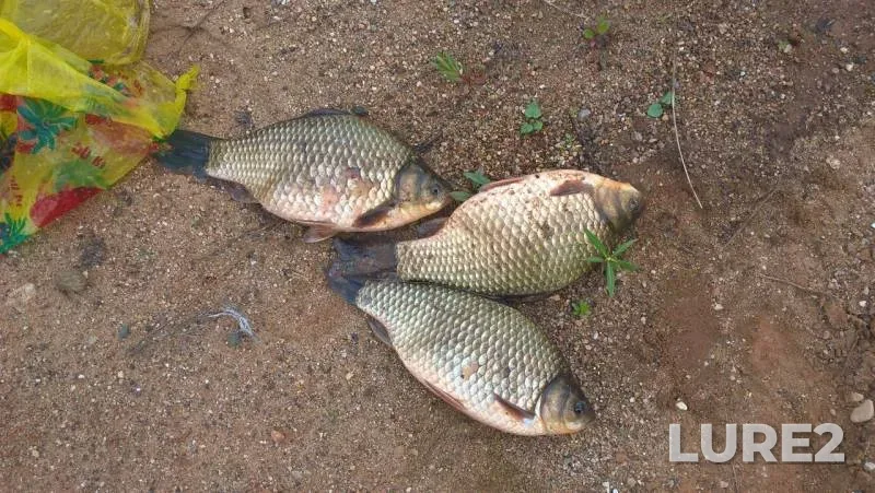 Crucian carp — Klyazma, May 23, 2017