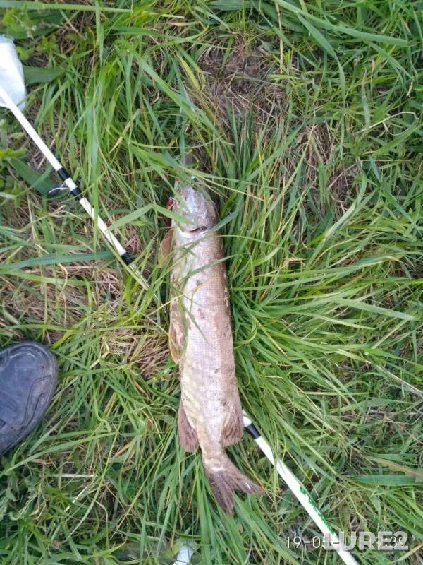 Grass carp, Pike — Lvіvska oblast, May 21, 2017