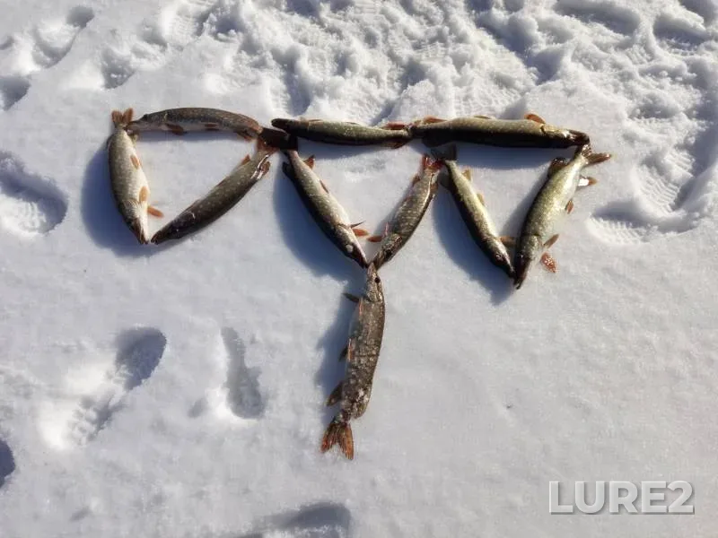 Pike — Moskva, Feb 17, 2019