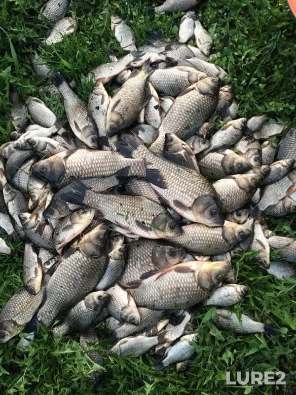 Crucian carp — Ur, May 29, 2018