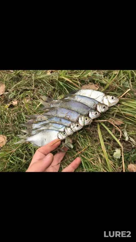 Pike — Ural, Sep 12, 2017