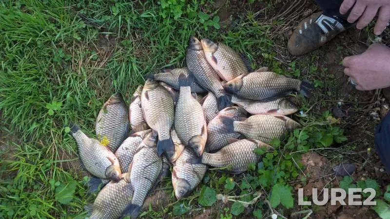 Crucian carp — Klyazma, Jul 09, 2017