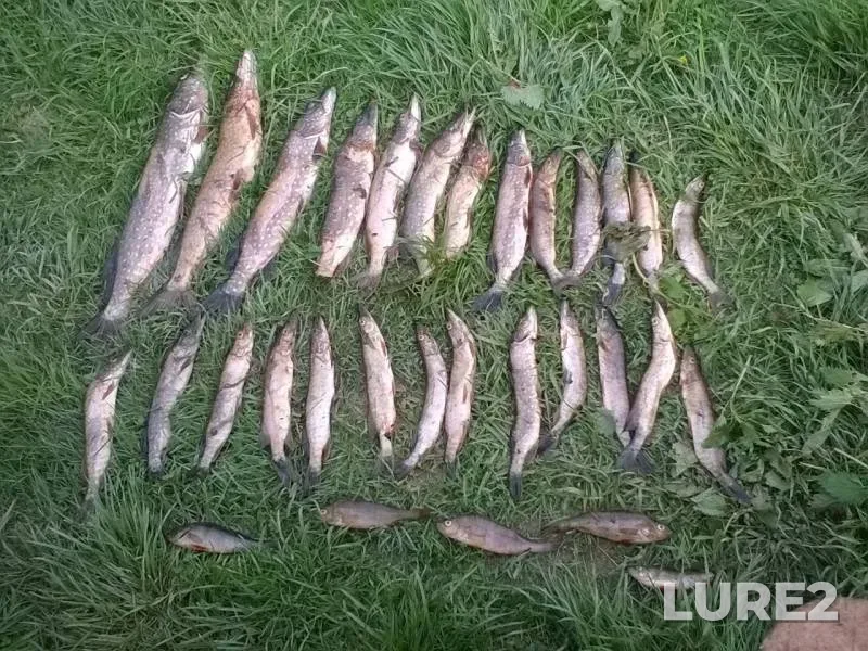 Perch, Pike — Lezha, May 28, 2018