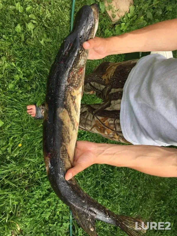 Pike — Volga, Aug 03, 2018