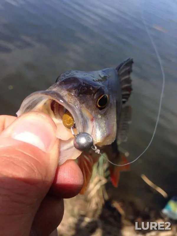 Perch — Kiїvska oblast, May 09, 2014