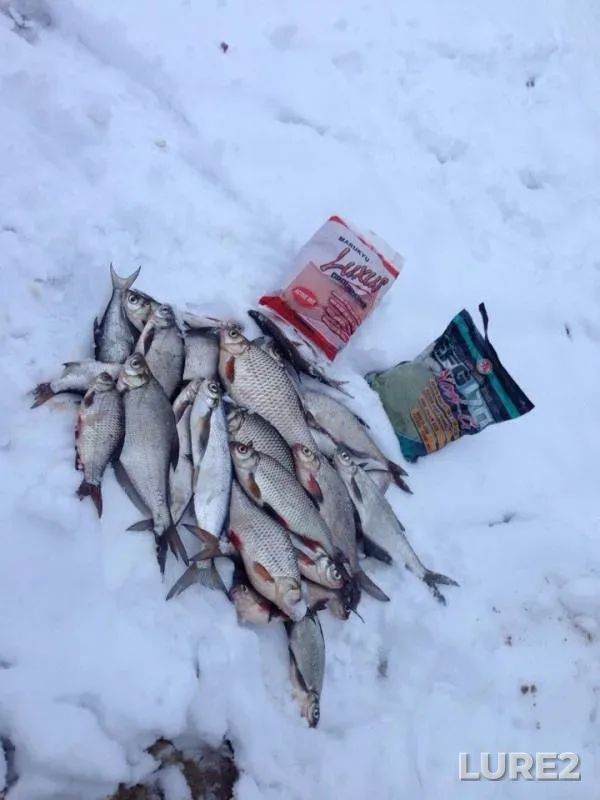 Bream, Roach — Desna, Jan 20, 2015