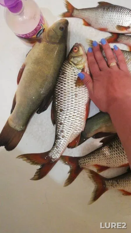 Roach, Tench — Mikhaylovskoye, Jun 13, 2019