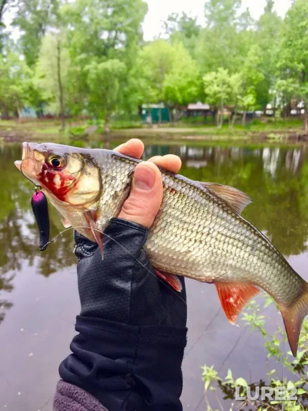 Chub, Perch — Desenka, May 09, 2017