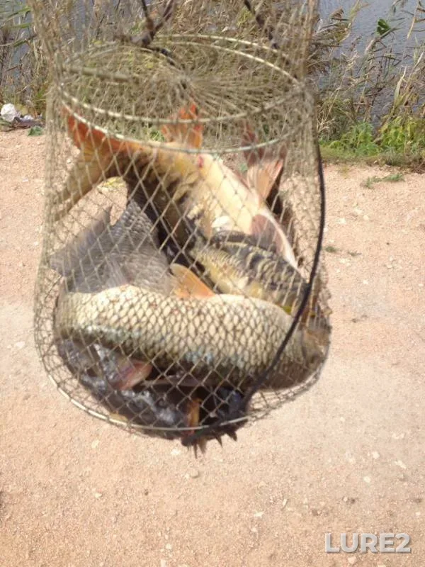 Carp, Crucian carp — Potrepannyy, Oct 13, 2018