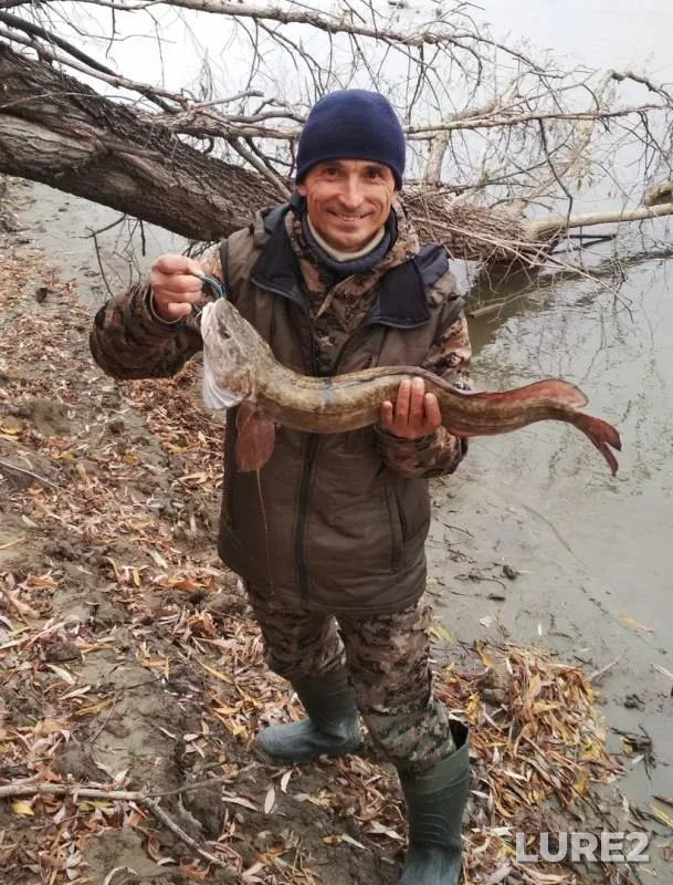 Burbot — Ob, Oct 17, 2018