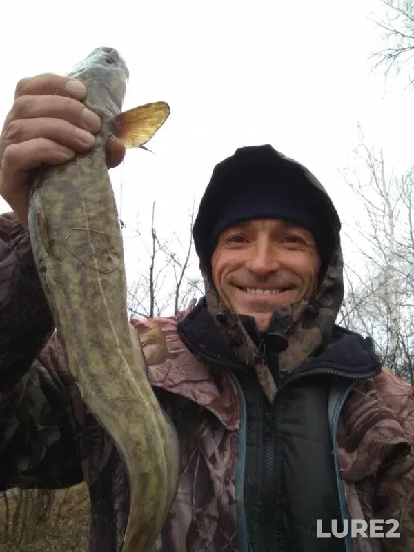 Burbot — Ob, Oct 30, 2018
