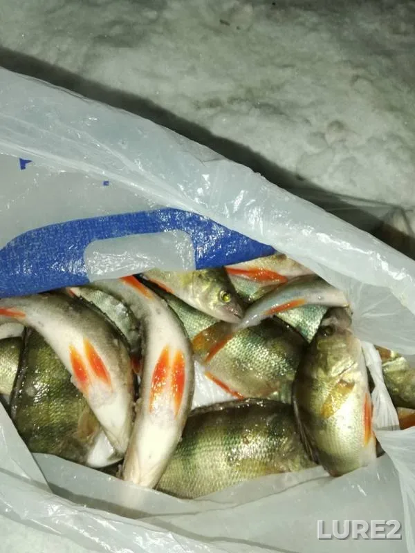 Perch — Bolshaya Cheremshanka, Nov 07, 2018