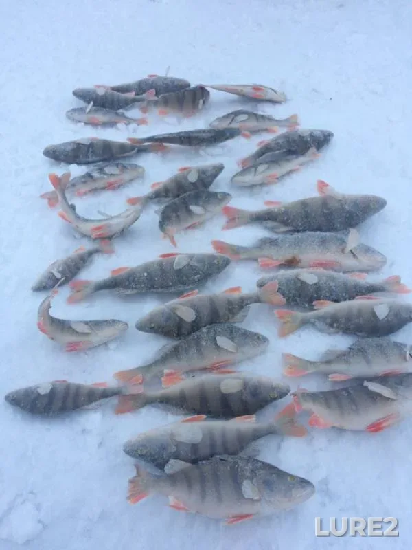 Perch — Mostovoye, Nov 15, 2018