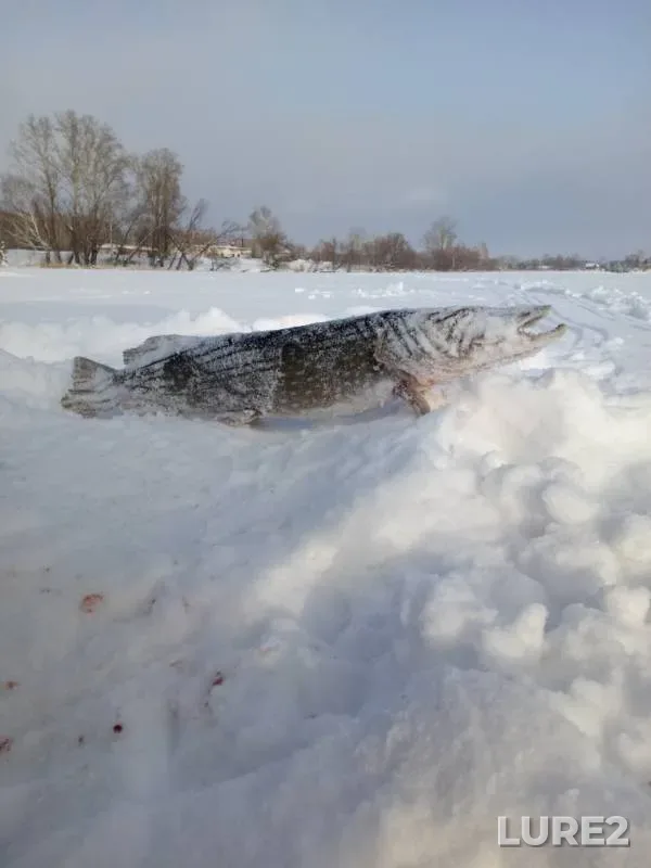 Pike — Altayskiy kray, Dec 18, 2018