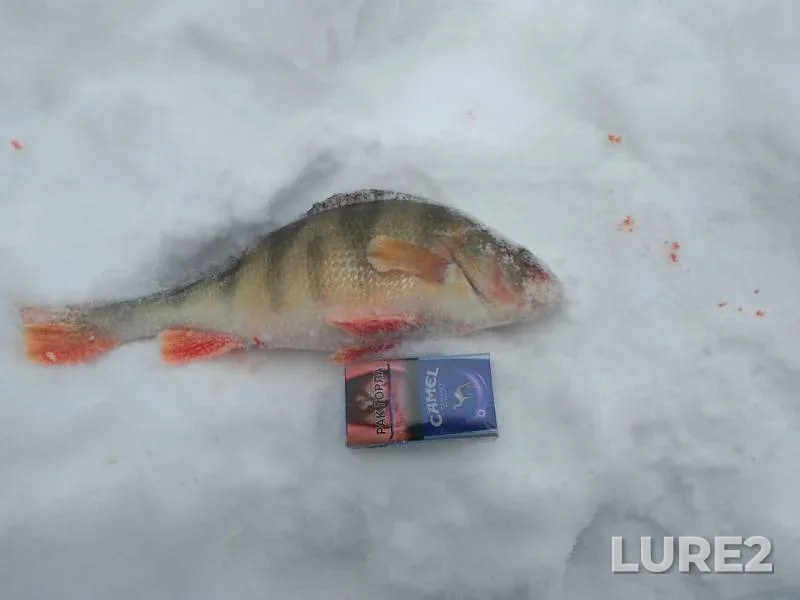 Perch — Alambay, Jan 08, 2019